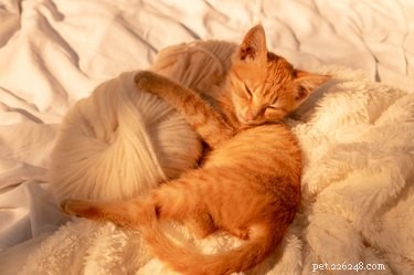 What a Cat s Purr Reveals About Their Mood: From Joy to Stress