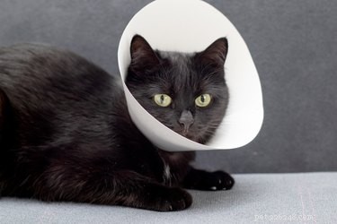 What a Cat s Purr Reveals About Their Mood: From Joy to Stress