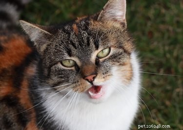 Why Cats Are Attracted to Strong Smells: The Science Behind Their Love of Odors