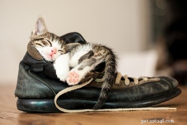 Why Cats Are Attracted to Strong Smells: The Science Behind Their Love of Odors