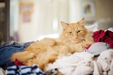 Why Cats Are Attracted to Strong Smells: The Science Behind Their Love of Odors