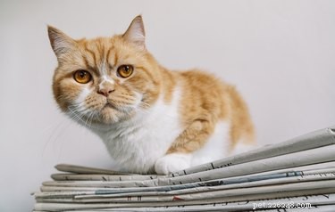 Why Do Cats Sit on Your Things? Understanding Their Curious Behavior