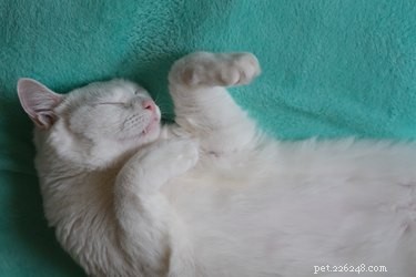 Why Do Cats Sit on Your Things? Understanding Their Curious Behavior