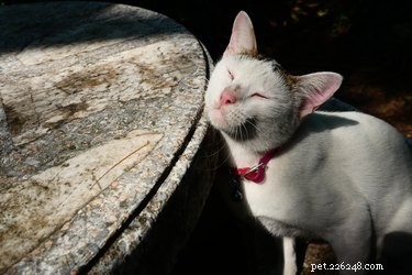 Why Do Cats Sit on Your Things? Understanding Their Curious Behavior