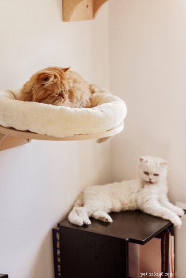 Why Do Cats Sit on Your Things? Understanding Their Curious Behavior