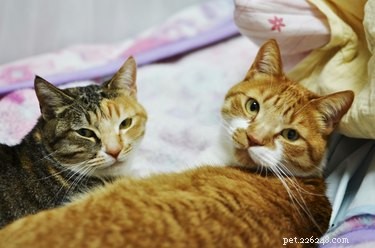 Understanding Cat Chirping: Causes, Significance, and Owner Tips