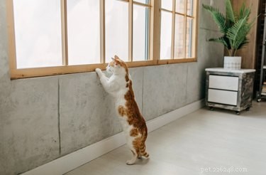 Understanding Cat Chirping: Causes, Significance, and Owner Tips