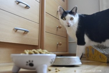 Understanding Cat Chirping: Causes, Significance, and Owner Tips