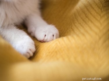 Why Cats Knead—and Why Their Claws Come Out