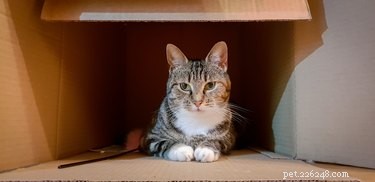 Why Cats Love Circles and Squares: The Curious Tape Trick Explained
