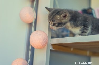 Why Cats Love Circles and Squares: The Curious Tape Trick Explained