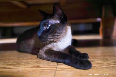 Understanding Why Cats Hide: The Science of Their Secret Hideaways