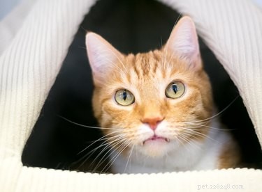 Understanding Why Cats Hide: The Science of Their Secret Hideaways