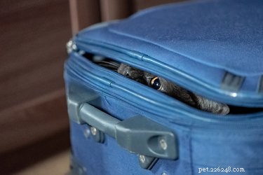 Understanding Why Cats Hide: The Science of Their Secret Hideaways