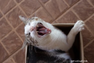 Why Cats Love Playing With Trash: The Curious Psychology Behind Their Fascination