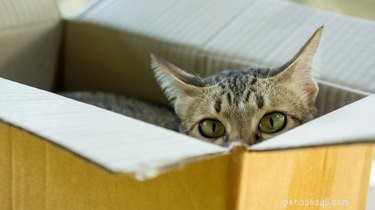 Why Cats Love Playing With Trash: The Curious Psychology Behind Their Fascination