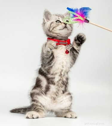 Why Cats Love Playing With Trash: The Curious Psychology Behind Their Fascination