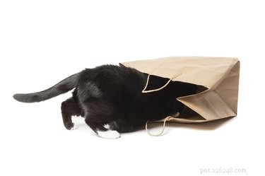 Why Cats Love Playing With Trash: The Curious Psychology Behind Their Fascination