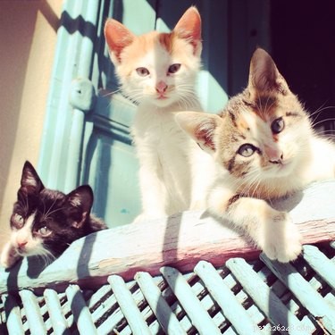Maintaining Harmony: Expert Tips for Managing a Multi-Cat Household