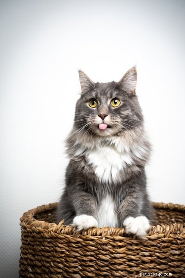 Why Cats Often Sleep with Their Tongues Out: Veterinary Insights