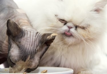 Why Cats Often Sleep with Their Tongues Out: Veterinary Insights