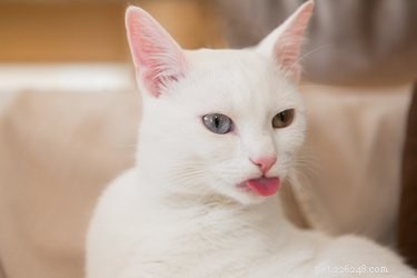 Why Cats Often Sleep with Their Tongues Out: Veterinary Insights