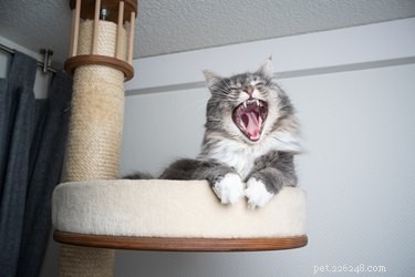 Find the Perfect Scratching Post for Your Cat’s Unique Scratching Style
