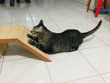 Find the Perfect Scratching Post for Your Cat’s Unique Scratching Style
