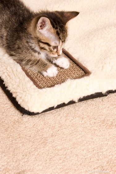 Find the Perfect Scratching Post for Your Cat’s Unique Scratching Style