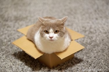 The Science Behind Why Cats Are Drawn to Boxes