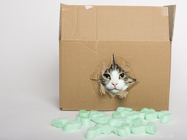 The Science Behind Why Cats Are Drawn to Boxes