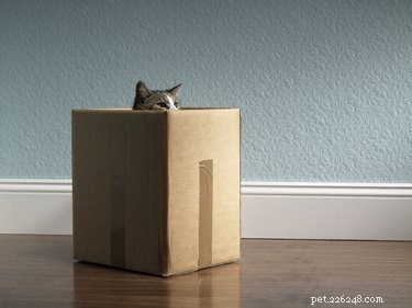The Science Behind Why Cats Are Drawn to Boxes