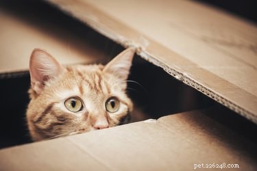 The Science Behind Why Cats Are Drawn to Boxes