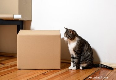 The Science Behind Why Cats Are Drawn to Boxes