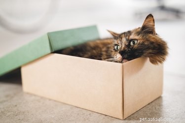 The Science Behind Why Cats Are Drawn to Boxes