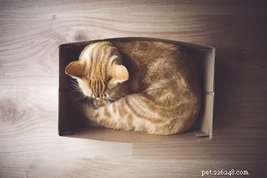 The Science Behind Why Cats Are Drawn to Boxes