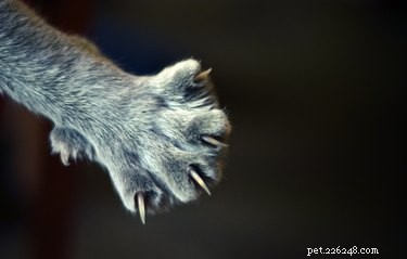 Stop Your Cat from Scratching Rugs: Proven Tips to Protect Your Home