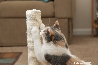 Stop Your Cat from Scratching Rugs: Proven Tips to Protect Your Home