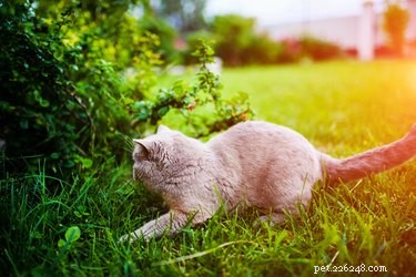 Why Cats Chatter: Decoding Their Mysterious Chirps
