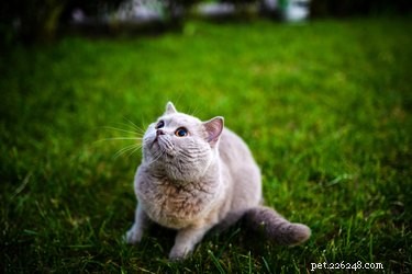 Why Cats Chatter: Decoding Their Mysterious Chirps