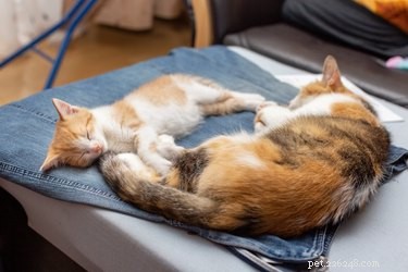 Why Cats Chatter: Decoding Their Mysterious Chirps