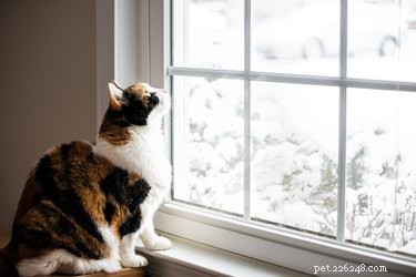 The Surprising Reasons Behind Cats  Fascination with Window Views