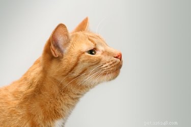 Why Does Your Cat Sniff the Air? Expert Insights for Pet Owners