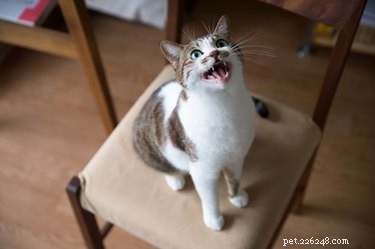 Why Some Cats Meow More: Understanding Cat Communication
