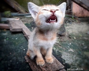 Why Cats Yowl: Understanding Their Loud Calls