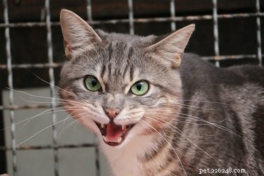 Why Cats Yowl: Understanding Their Loud Calls