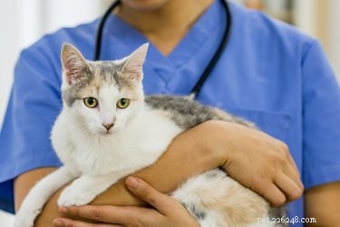 Why Cats Press Their Heads Against Walls: Understanding This Curious Behavior
