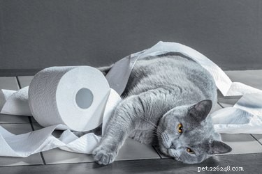 Why Cats Tear Toilet Paper: The Science and How to Stop It