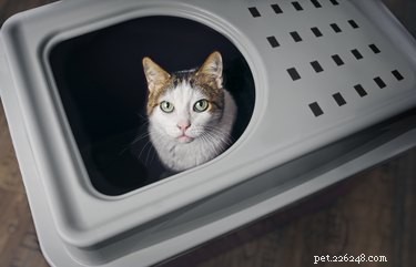 Understanding Cat Urine Spraying: Causes, Prevention, and Solutions