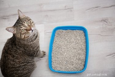 Understanding Cat Urine Spraying: Causes, Prevention, and Solutions